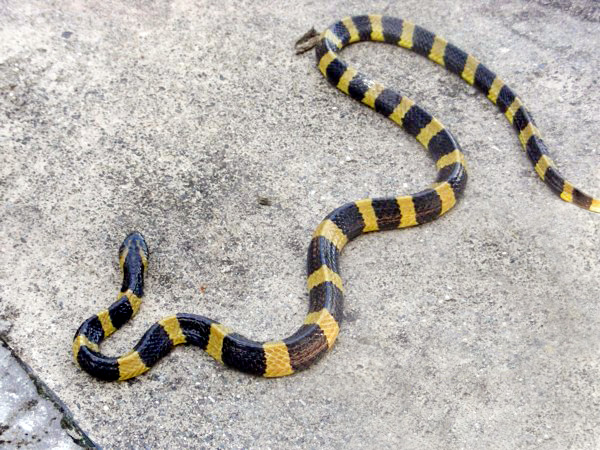 _images/wikimedia_bandedkrait.jpg